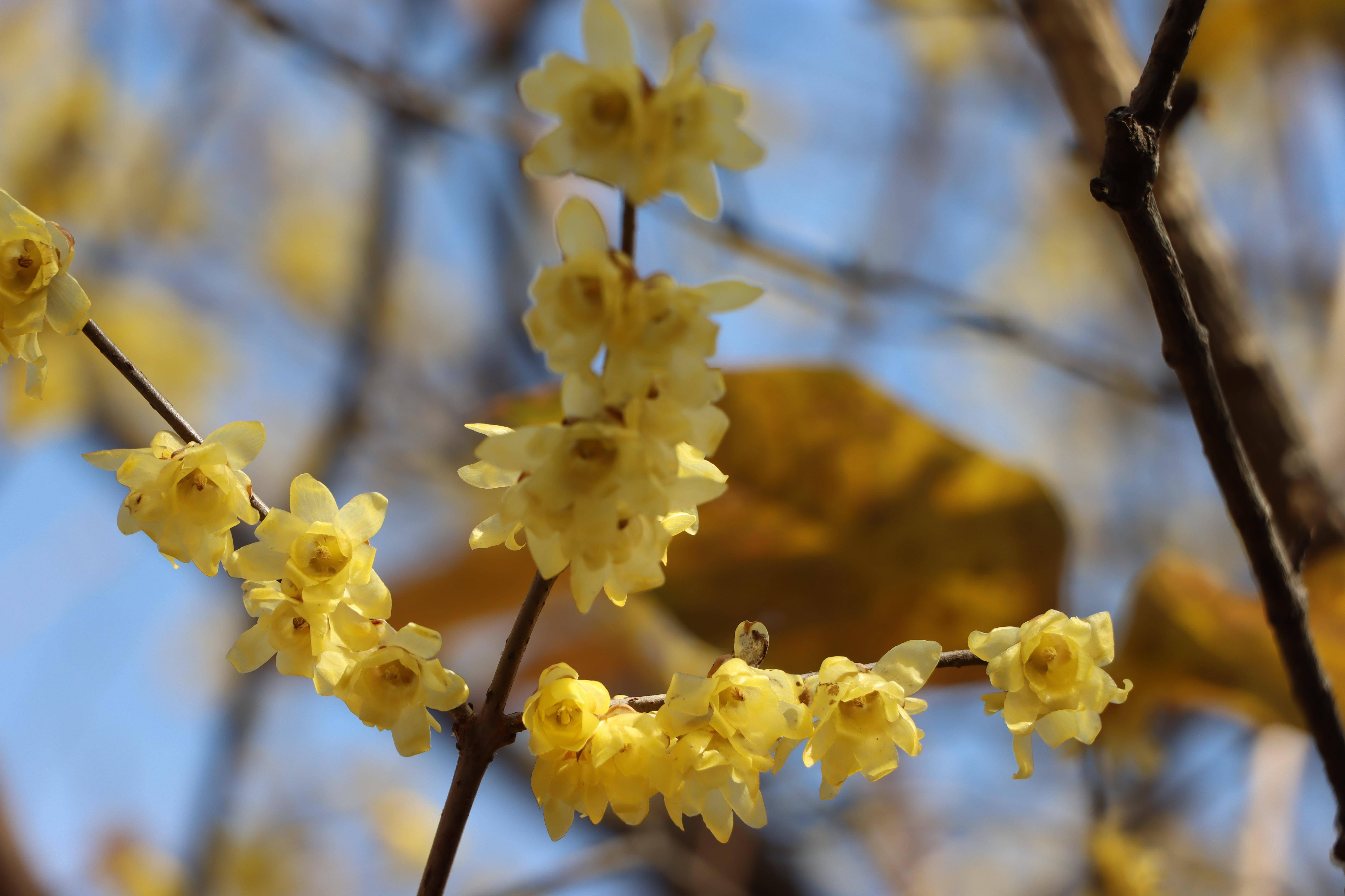 在梅城公园寻梅花不遇,步行至南阳医圣祠,在腊梅苑, 一树倒挂金钟蜡梅