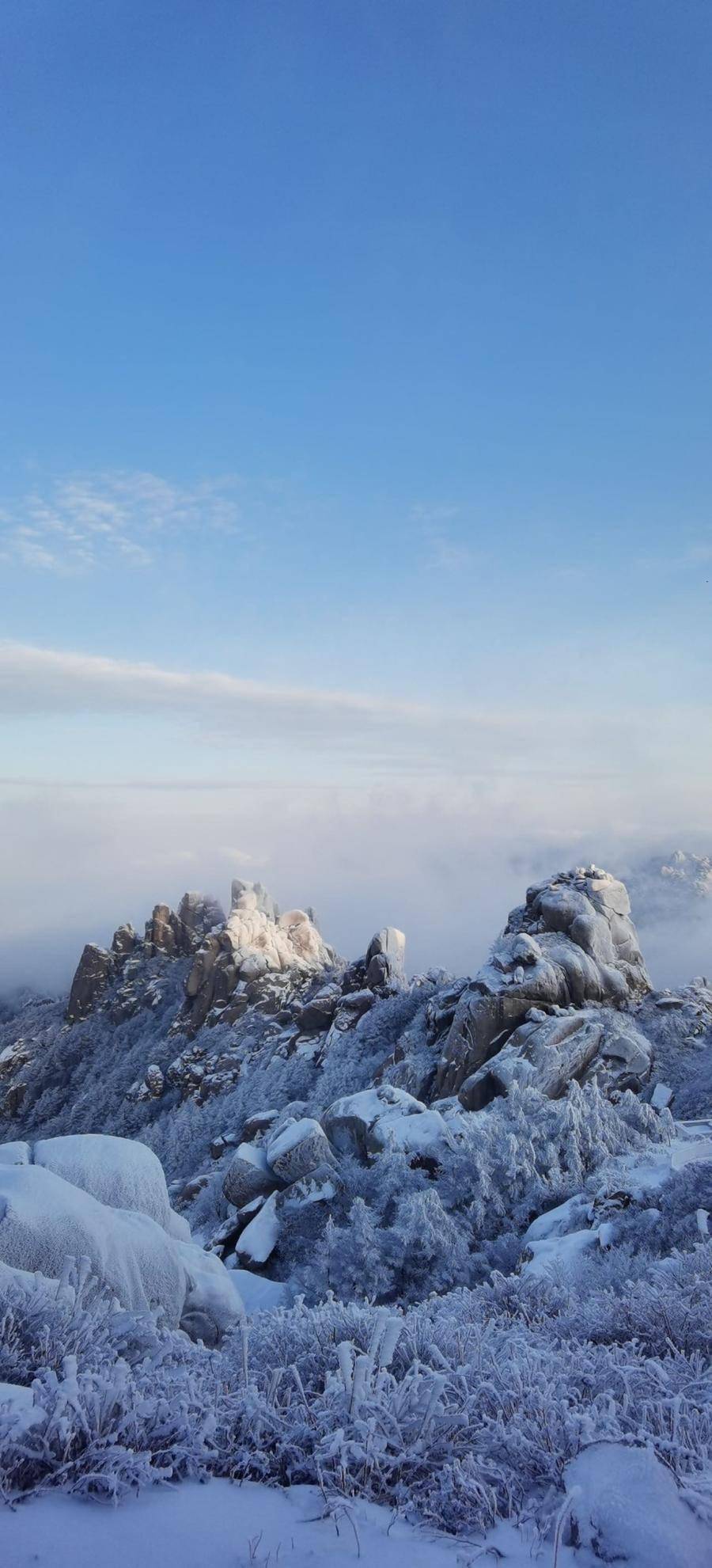 崂山耐冬降雪图片图片