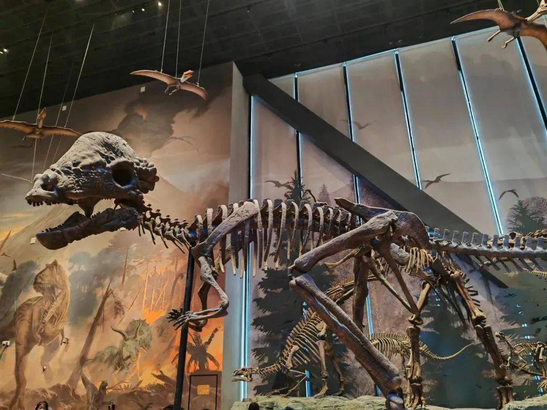 自然博物馆)展出的怀俄明肿头龙复原骨架【知识小科普】恐龙的由来