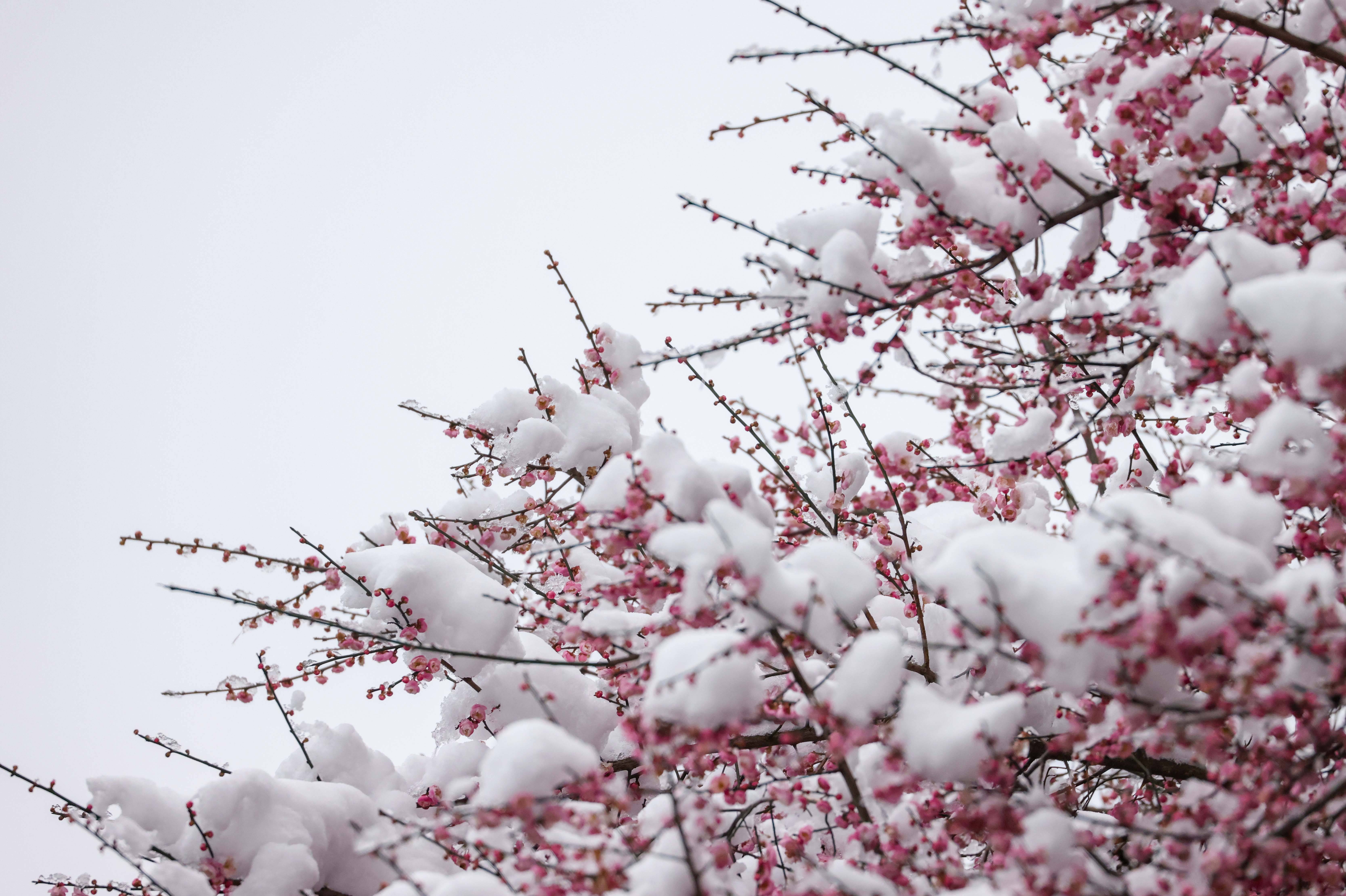 玉屏侗族自治县出现降雪天气,该县舞阳河国家级湿地公园内的梅花傲雪