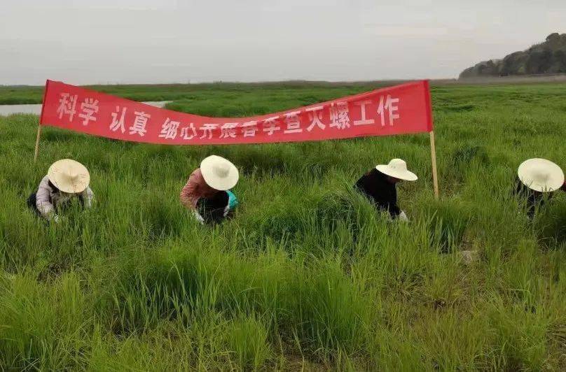 壁紙 草原 成片種植 風景 植物 種植基地 桌面 808_532