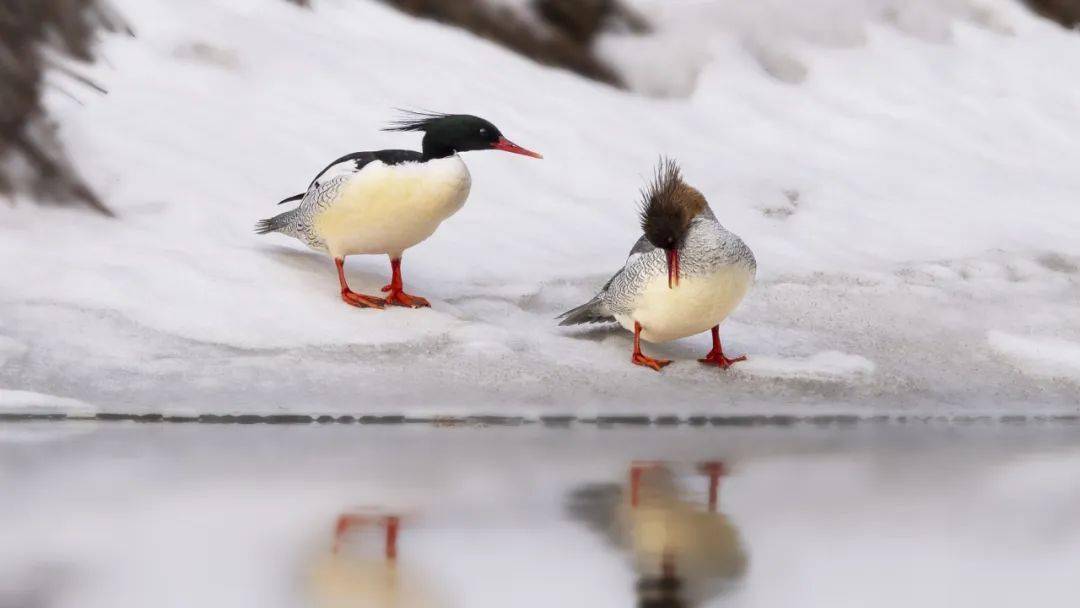 壁紙 動物 鳥 鳥類 1080_608