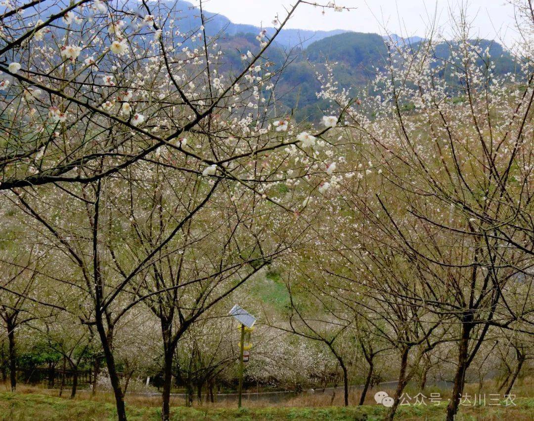 图集 | 乌梅花儿开 赏花正当时