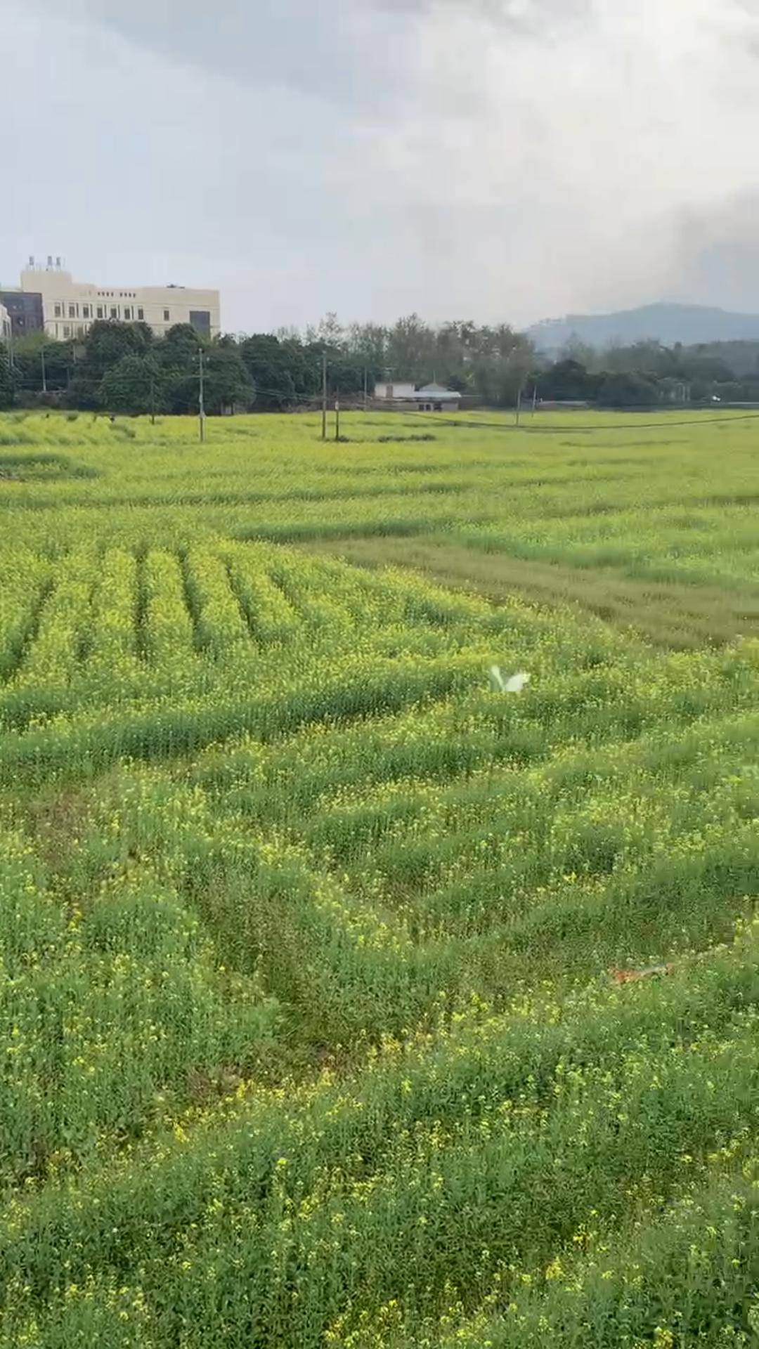 美夕陽田裡的油菜花正在生長走到湖亭看群山臥勢