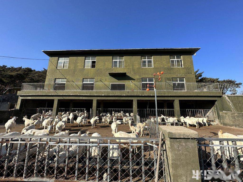 村村有好戏 | 崂山奶山羊,如何再当奶业领头羊?_青岛_保种_盛勇