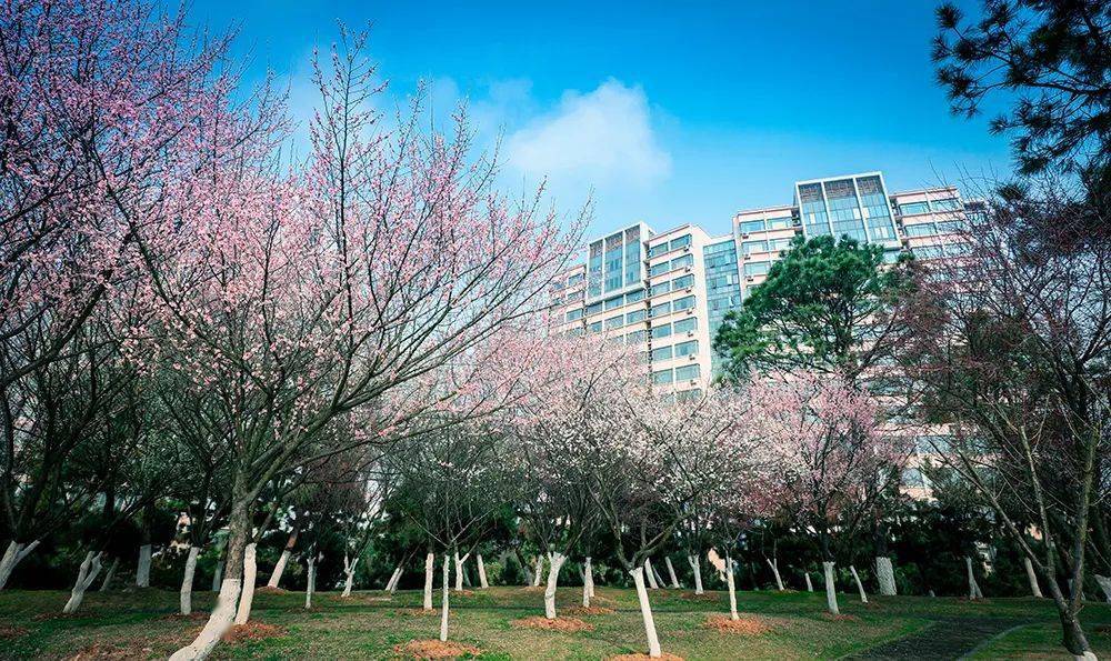 梅园"迎面而来从谷阳路1号门走进校园勤人谷日晷在传承中焕发新的光彩