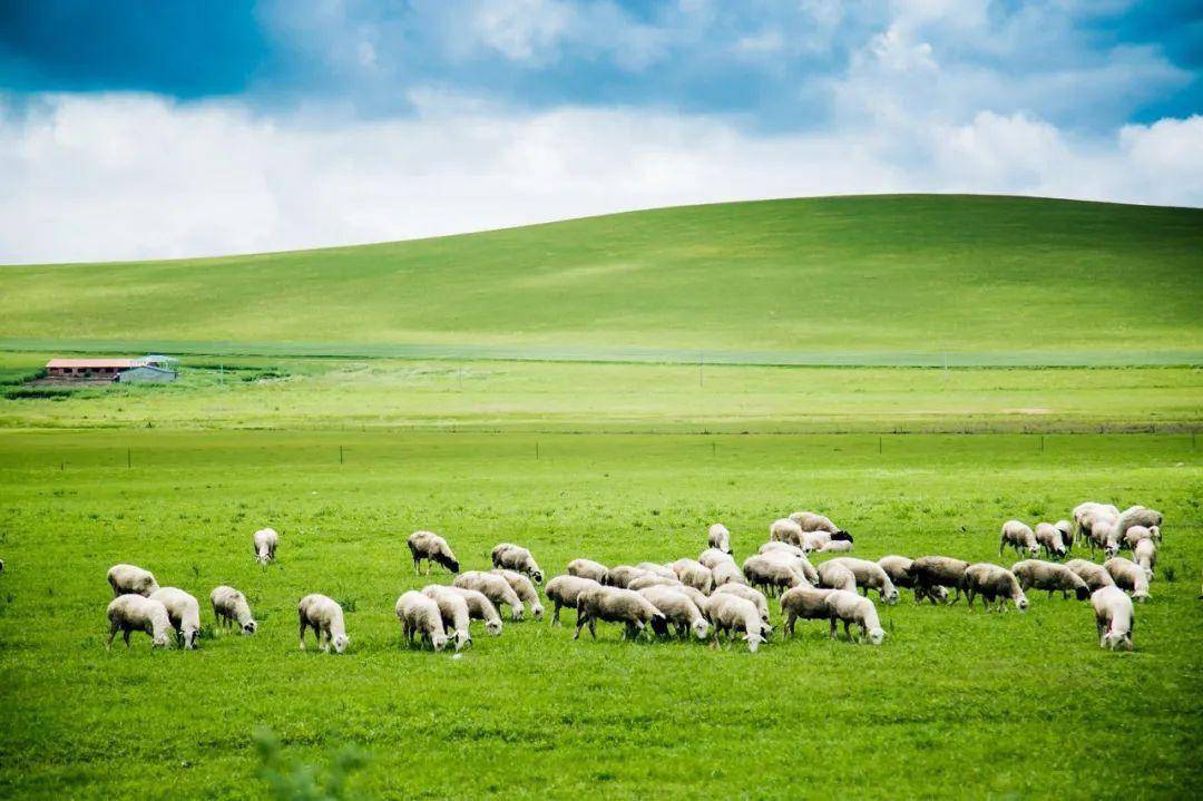 草原_地方_牛羊
