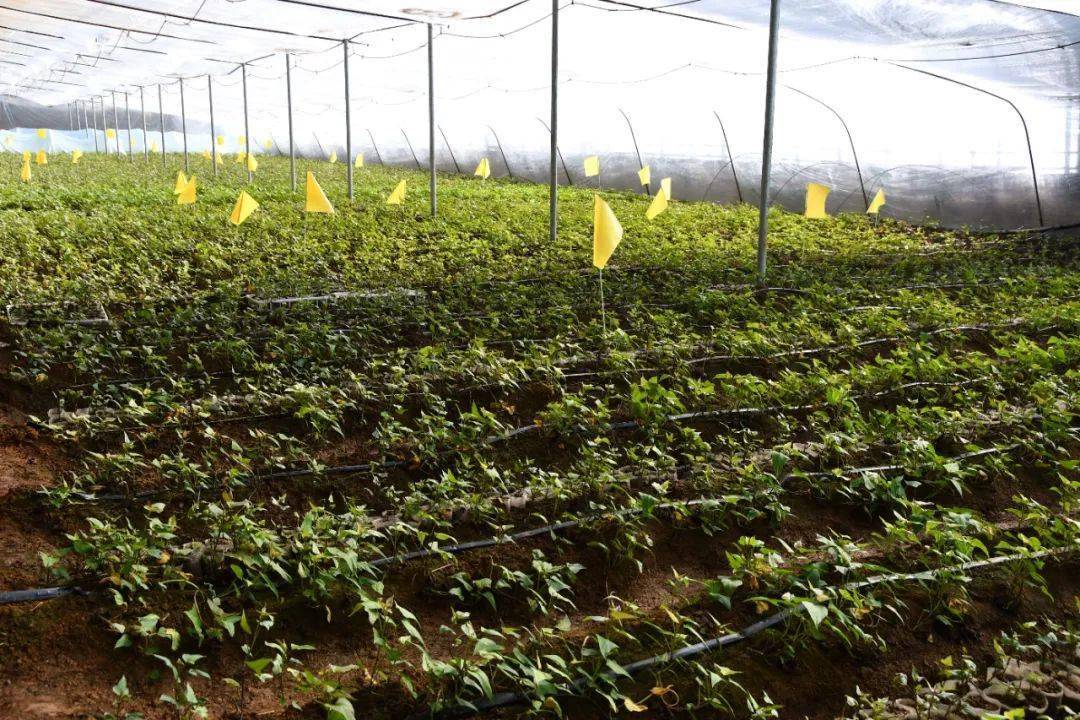 掌握红薯种植新技术_发展_产业_技术培训