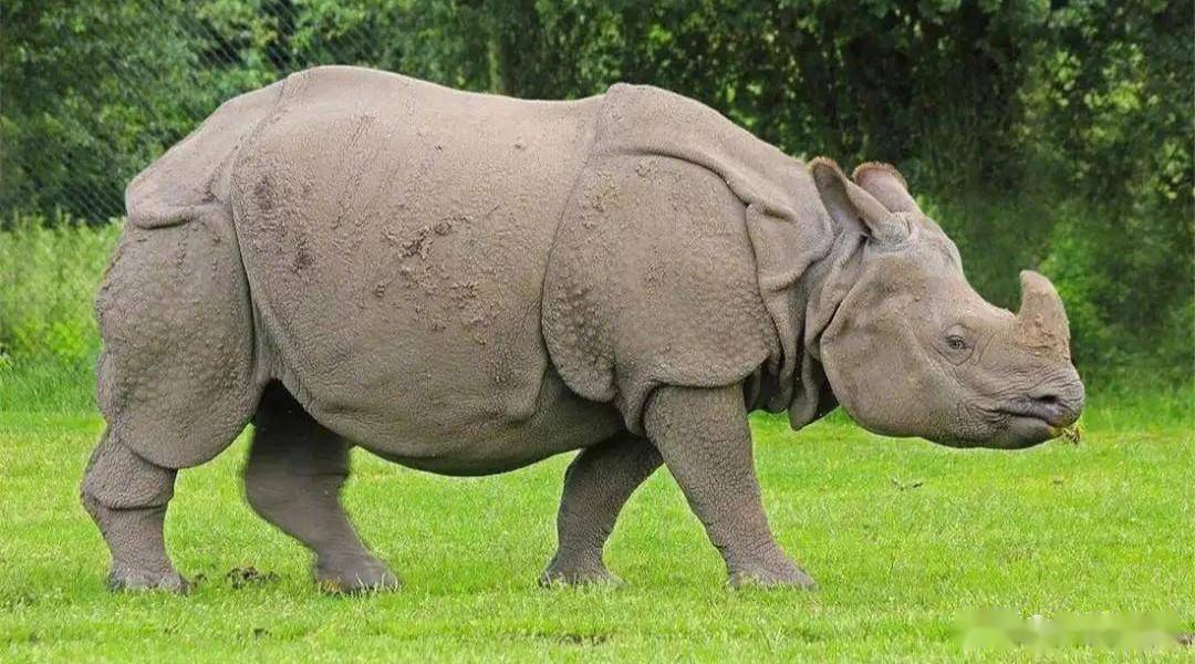 中国犀牛去哪了?_数量_时期_动物