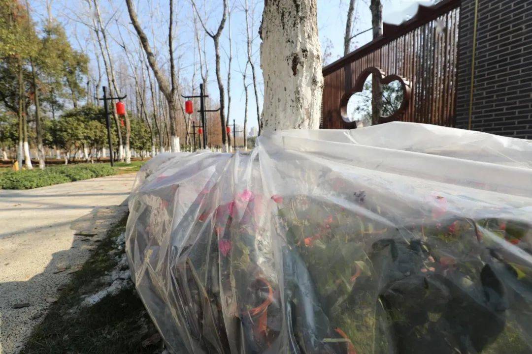 遊園尋芳 南昌高新區第一番花信已上枝頭_公園_植物