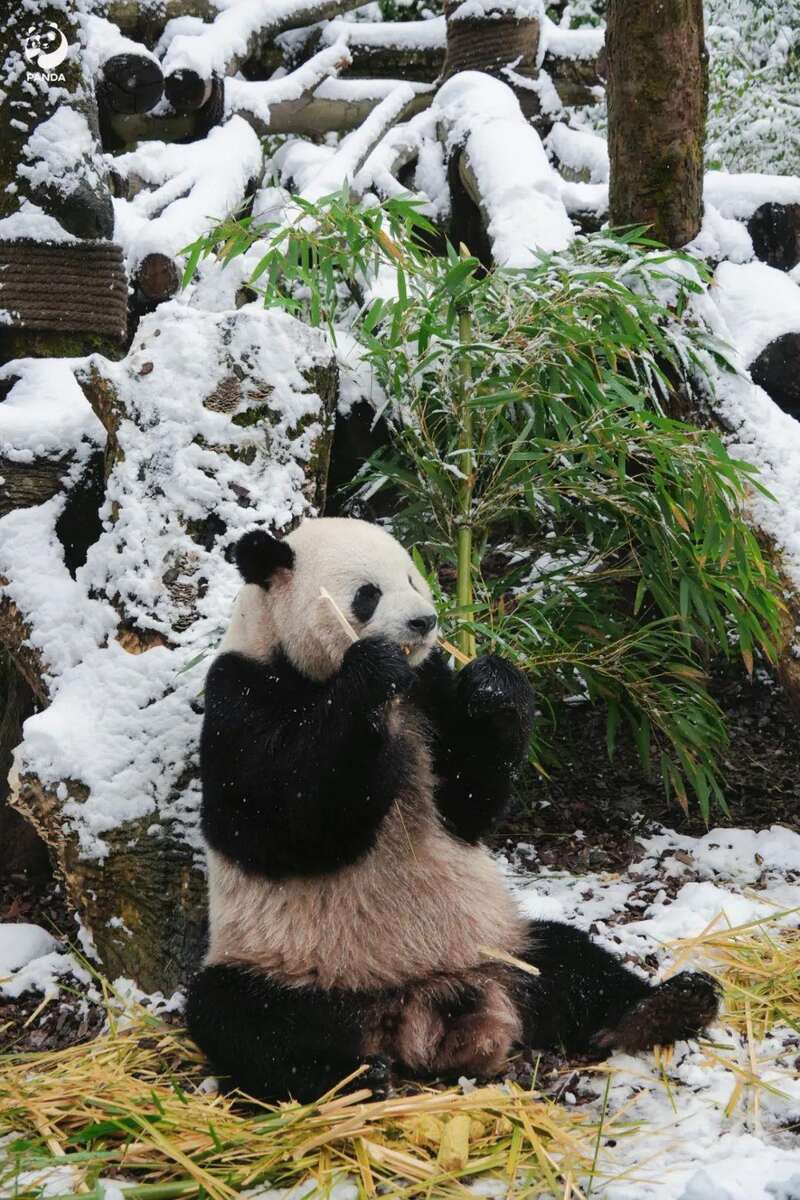 国宝大熊猫玩雪图片