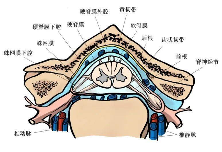 硬膜和蛛网膜的解剖图图片