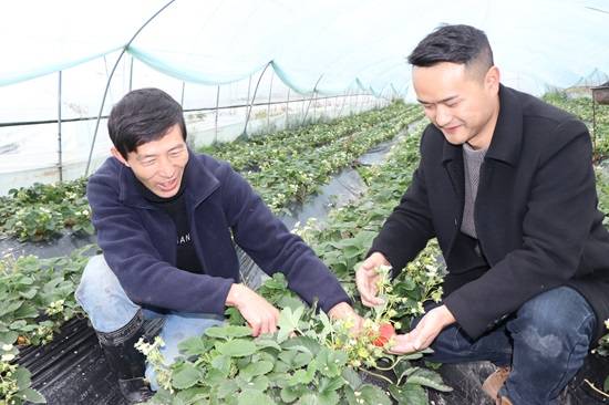 天眼影像|织金县猫场镇:年前年后草莓甜_李勇_龙潭村_产业