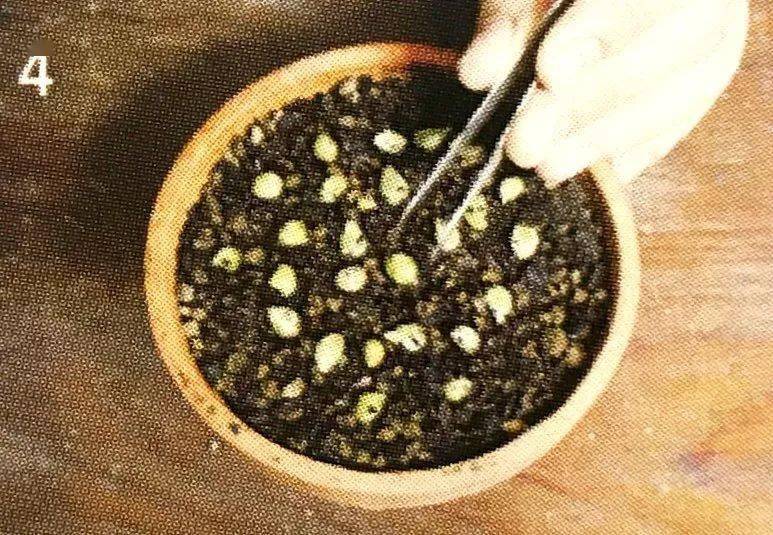 阳台种下苹果籽难结小苹果,但种一颗金桔籽,还真能结出伟大果实_种子