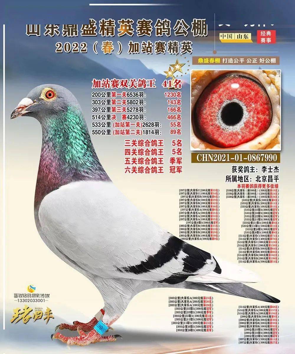 「专访」22年养鸽大咖李士杰:从不入围到夺冠的成功之路_鸽子_什么