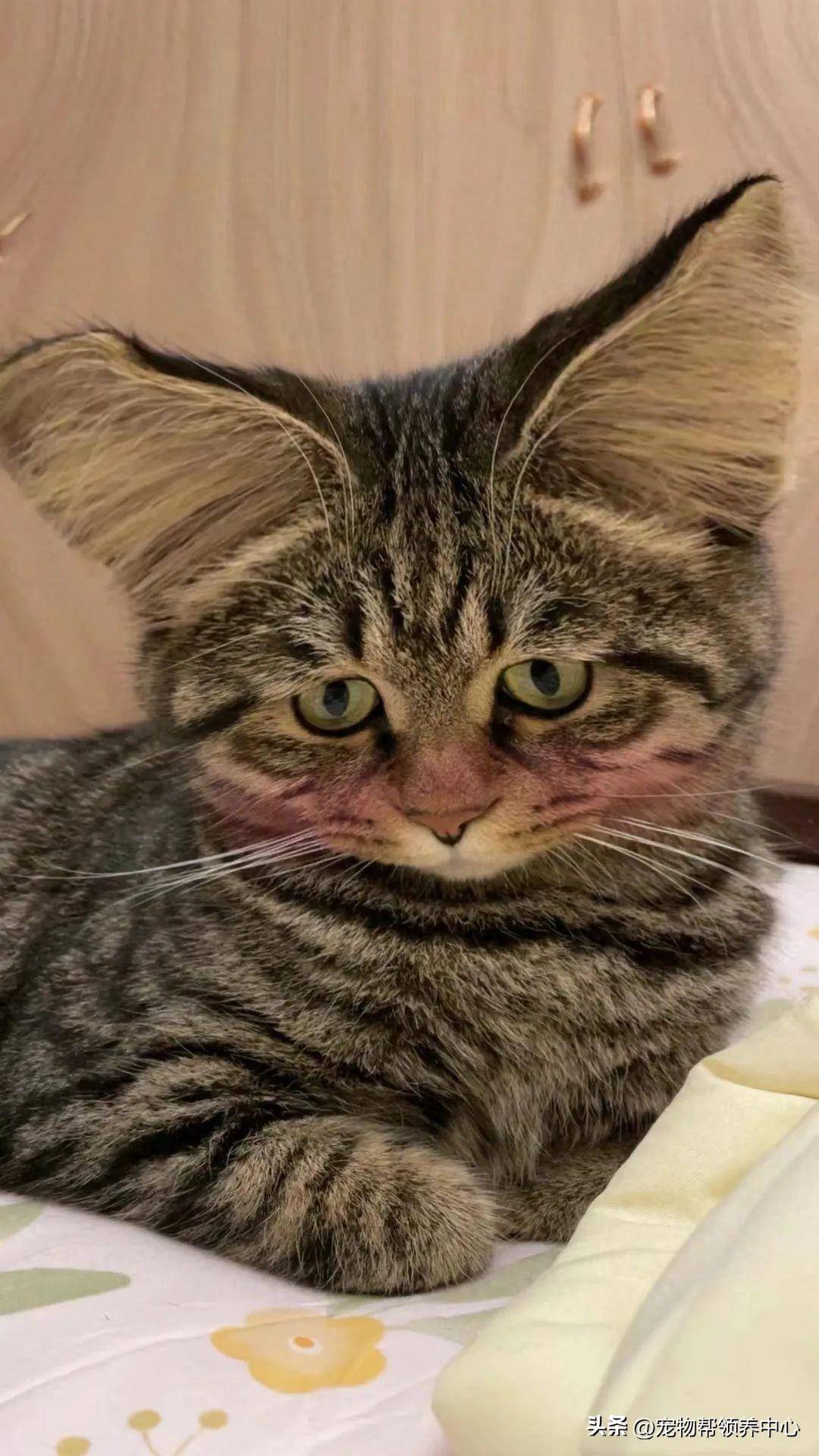 主人不在家,猫咪玩疯了竟把电视直接踹翻.这是要造反?_网友_人家_业绩
