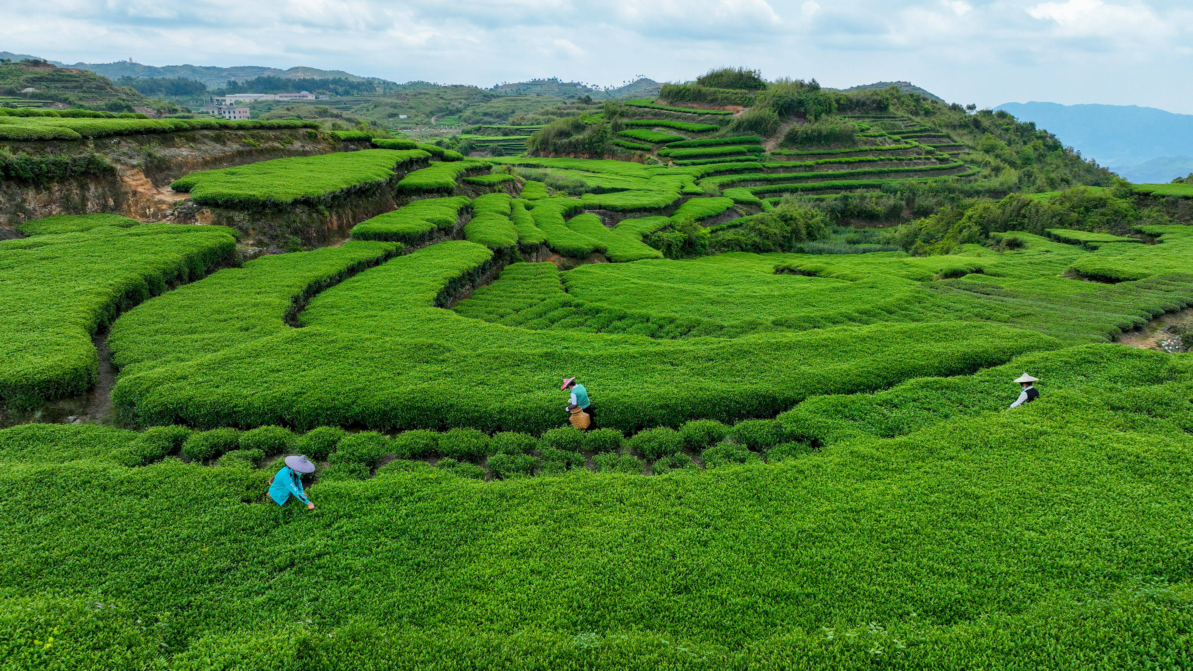 農業碳匯交易在中國鄉村悄然興起_茶園_廈門_軍營村