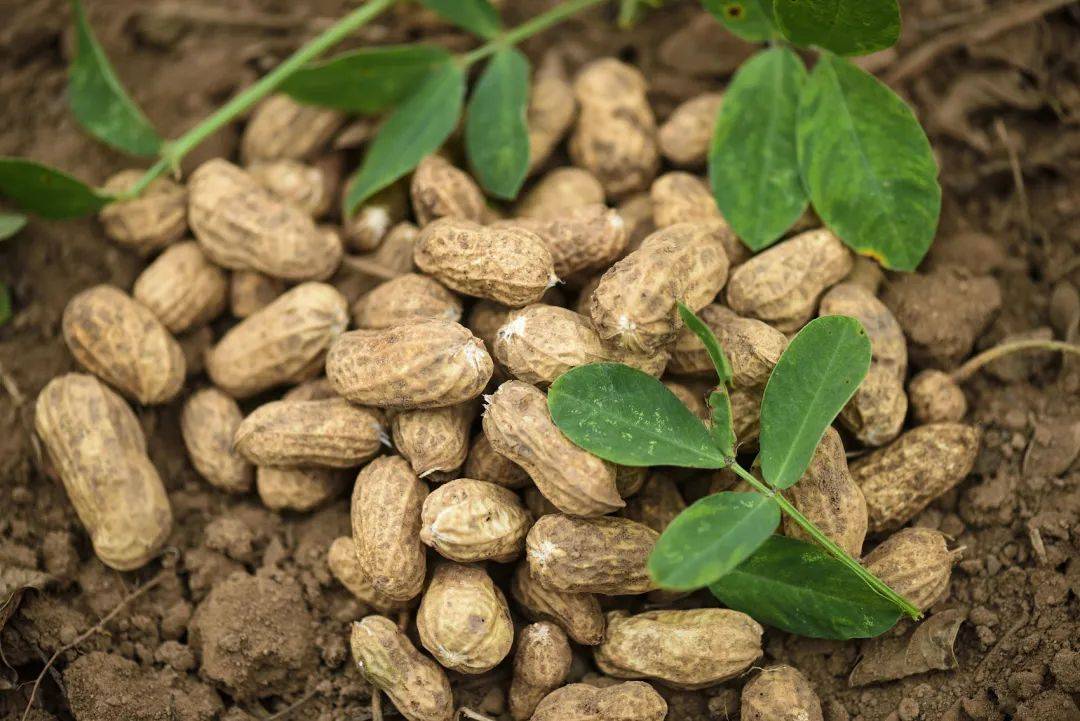 海通期货助力乡村振兴,"保险 期货"为邓州花生种植户"保价护航"_项目