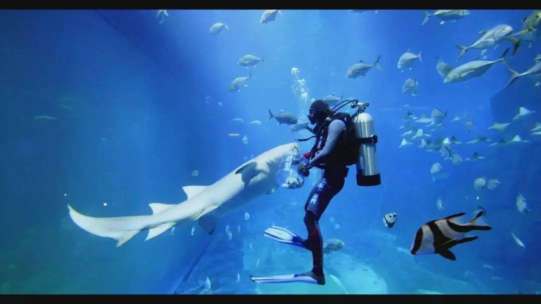 壁紙 海底 海底世界 海洋館 水族館 桌面 1080_608