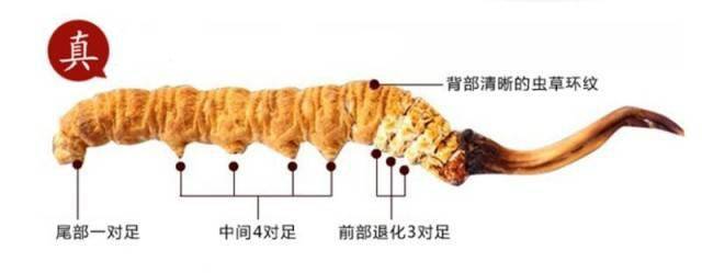 如何鉴别虫草真假?正宗冬虫夏草多少钱一根?_产地_销售_标准
