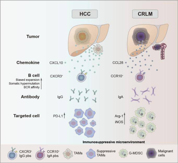 腫瘤相關免疫抑制調節網絡,重新編程微環境,為肝癌免疫治療提供新思路