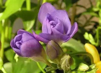 100种花的花语,你都知道吗?_爱情_永恒_百合