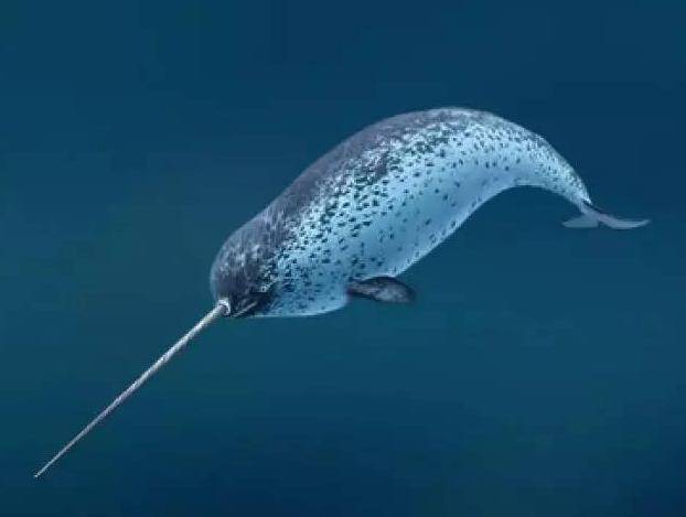 威海海洋科技馆:海中独角兽