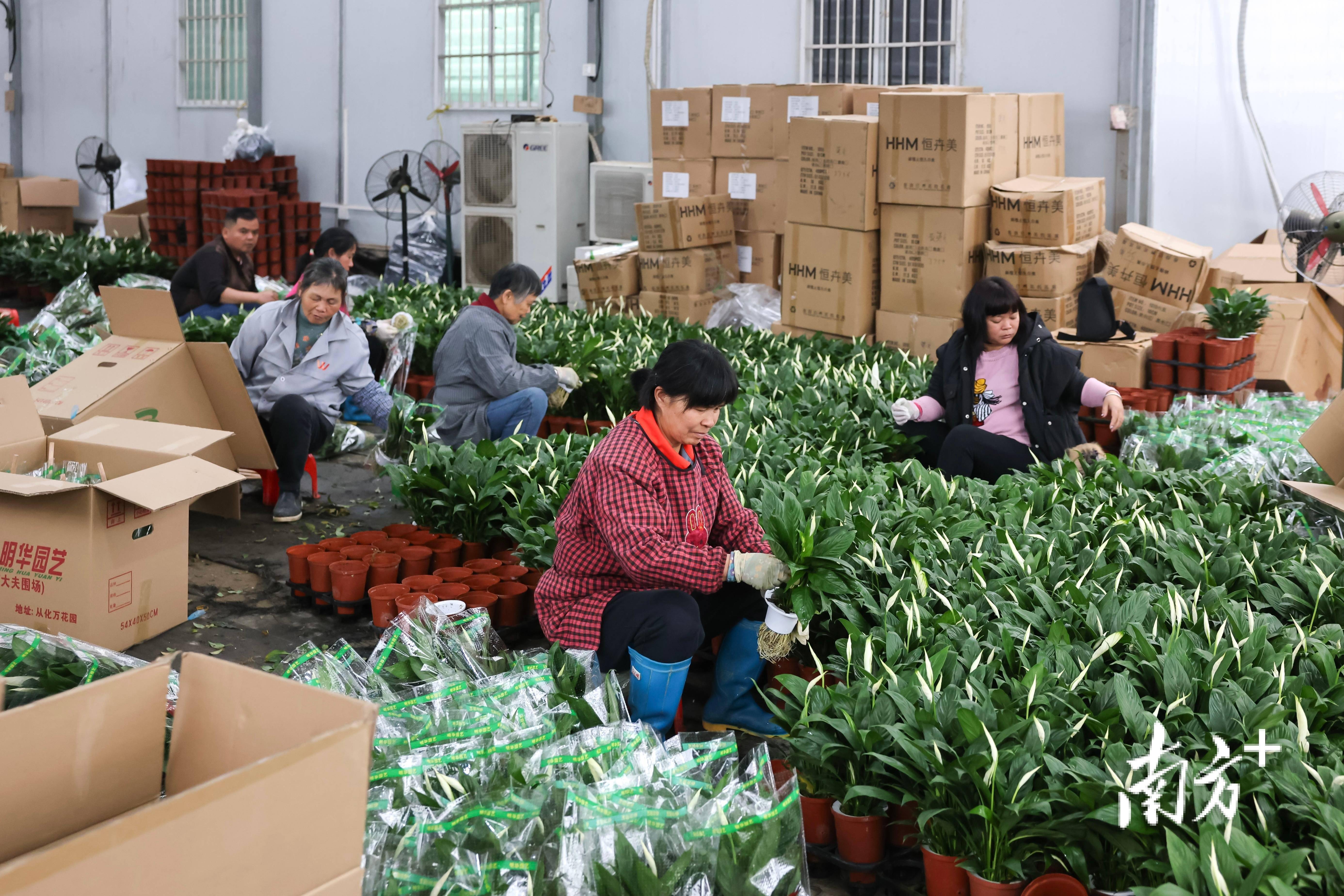 年花火热备货中!广州从化花卉基地变"花花世界"