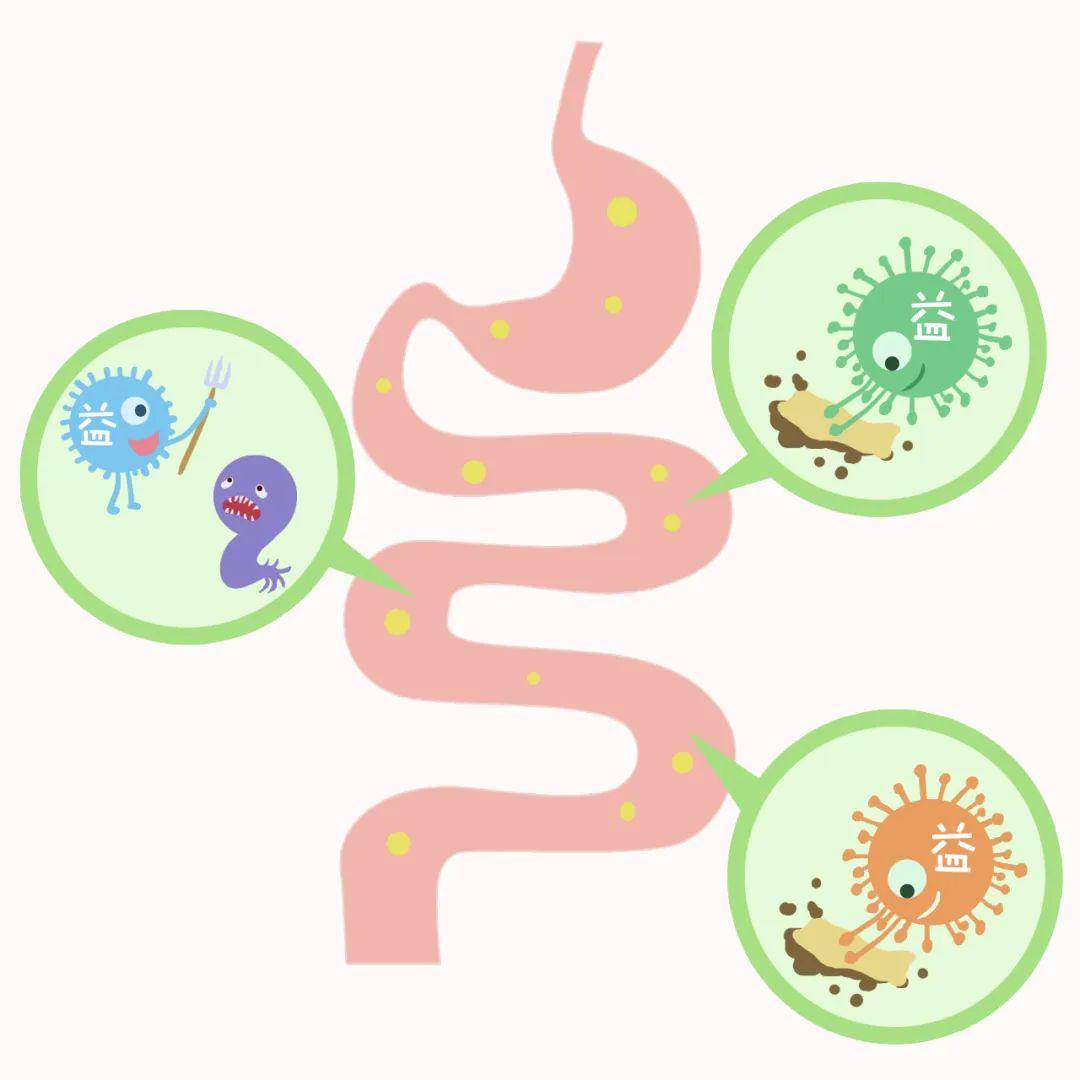 肠道菌群 人体健康的隐形守护者