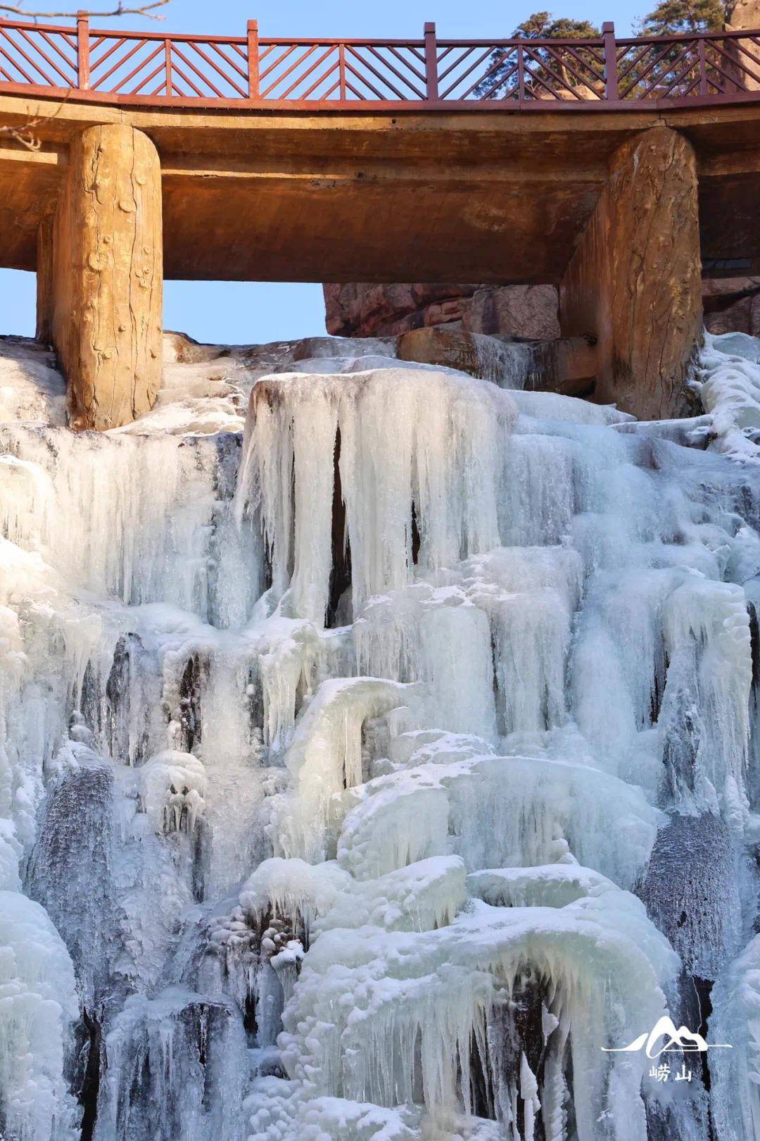 崂山耐冬降雪图片图片