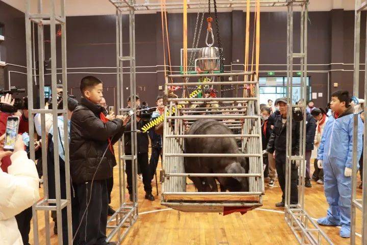 杭州中学生改良实验"称猪",方法亮了_马德堡_知识_活动