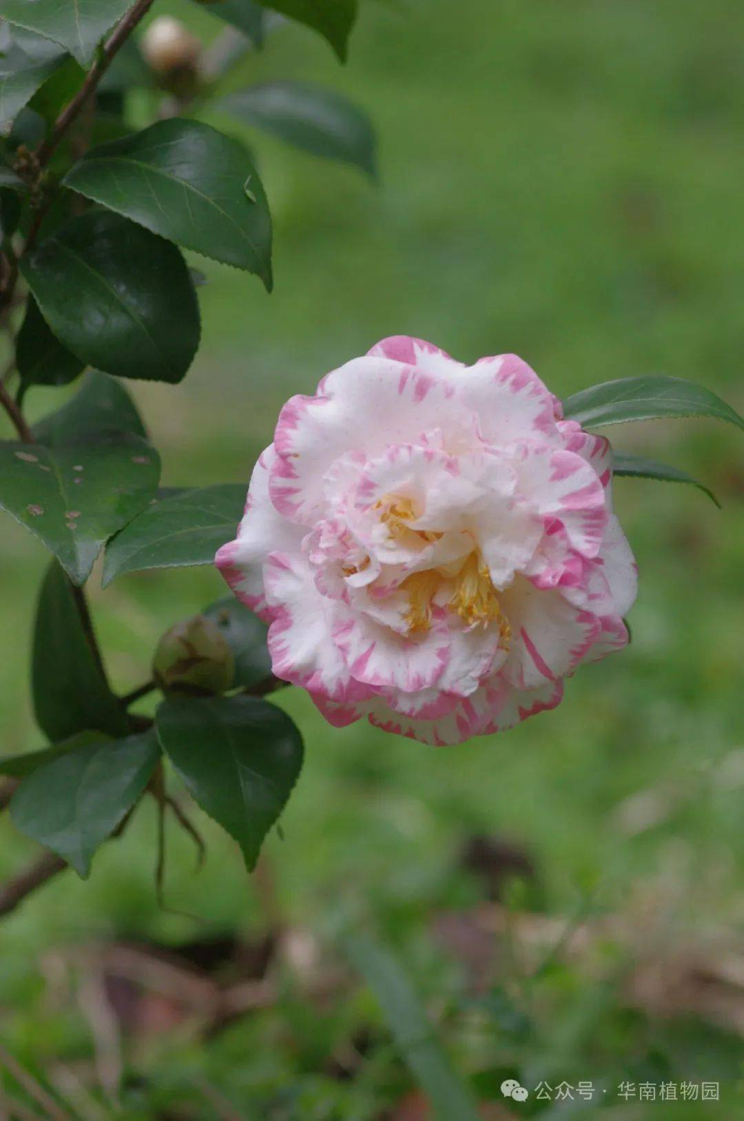 绿色茶花品种名称