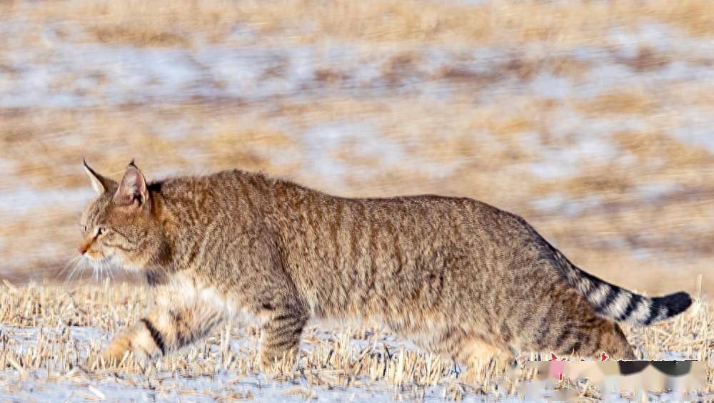 山丹马场首次发现荒漠猫_甘肃_保护_濒危