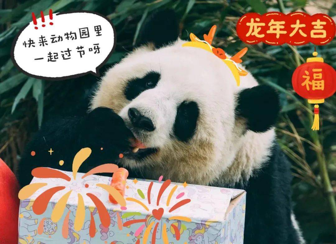 騰龍賀歲,喜迎新春——二月活動預告來啦!_成都動物園