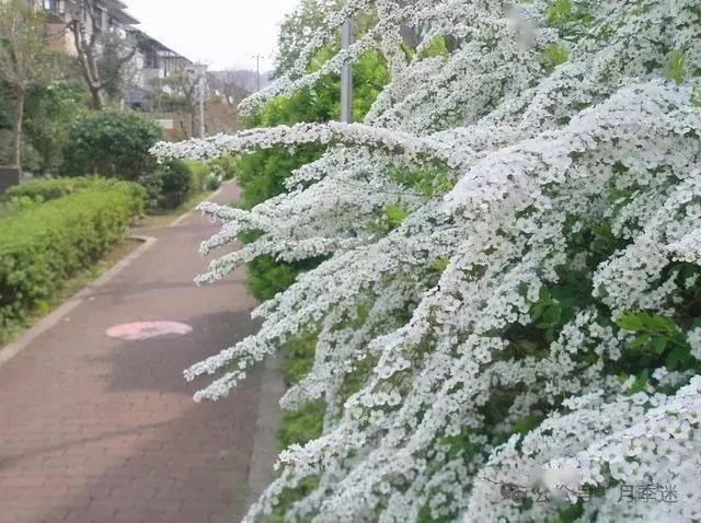 早春花园颜值担当| 花开如瀑的喷雪花,轻松实现切花自由_修剪_开花