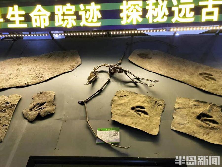 记者采访得知,自1964年首次发掘,诸城恐龙化石共有三次有规模的发掘