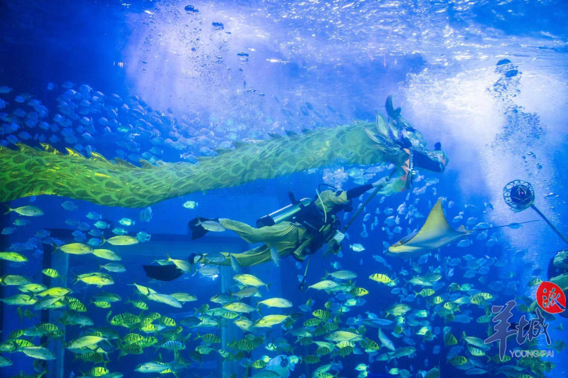 undersea secrets图片