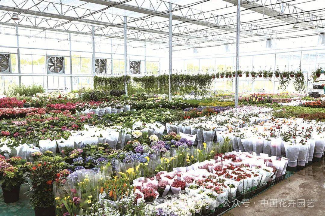 做上海花卉业高质量发展推进器——访上海(松江)长三角花卉科创产业园
