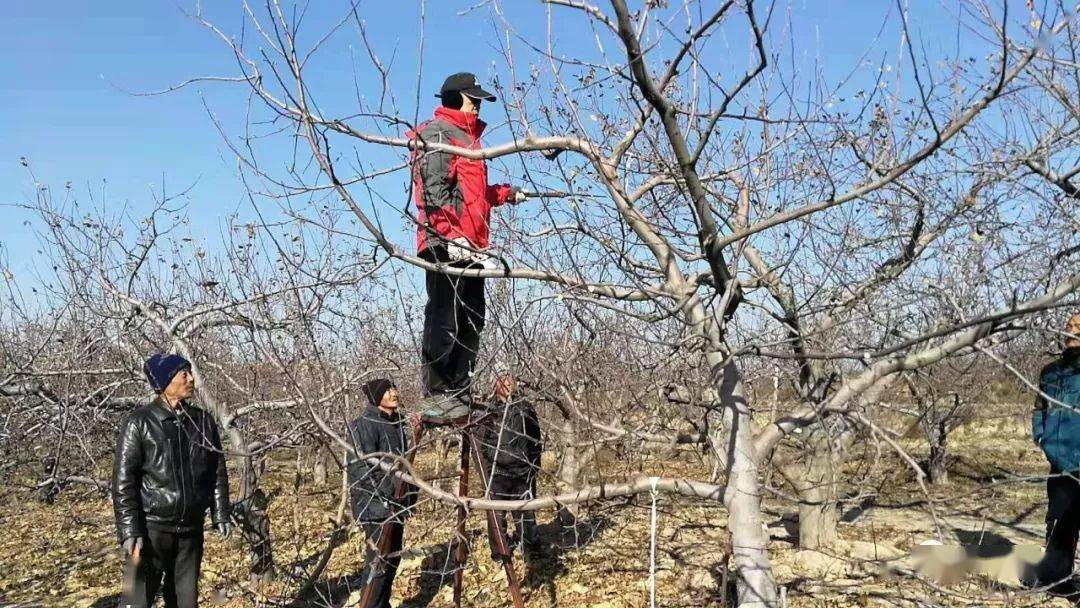 果樹滿樹長條短枝少,單靠冬剪解決難!_冒條_修剪_主枝