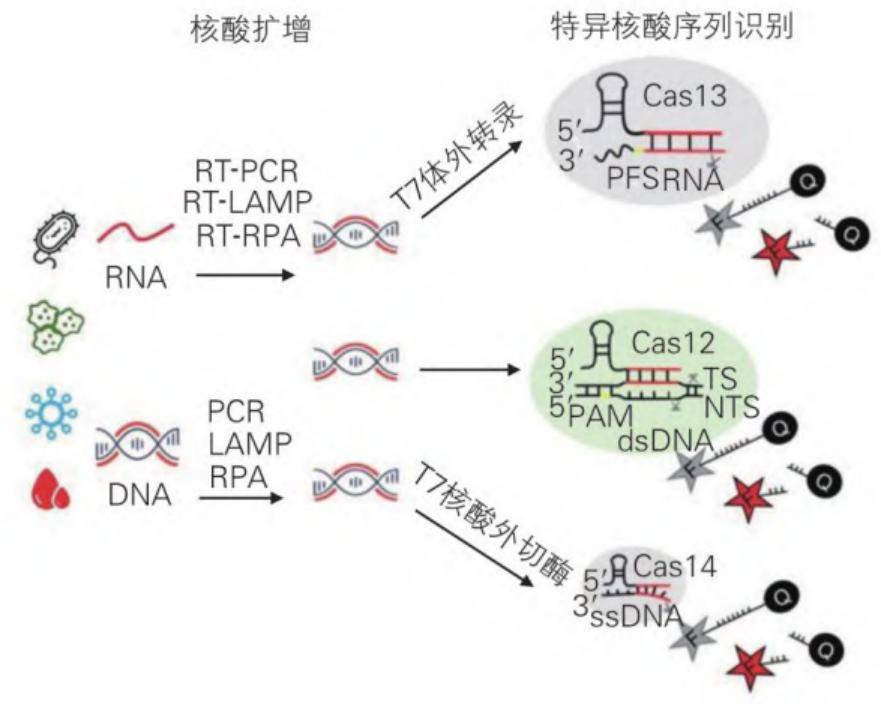 一种基于raa-crispr/cas12a新型快速检测鲫造血器官坏死病的可视化