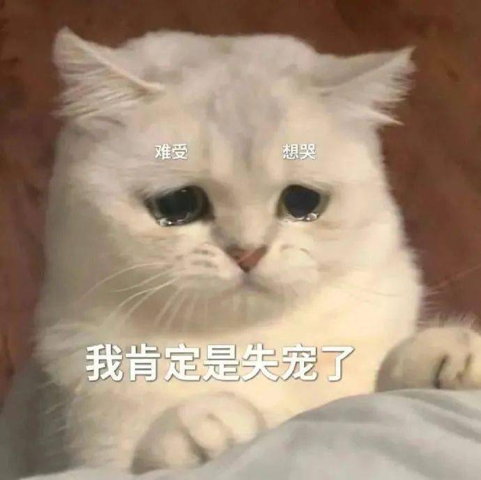 哥有点小钱,你懂吧丨第909期喵表情包_侵权_网络_图片