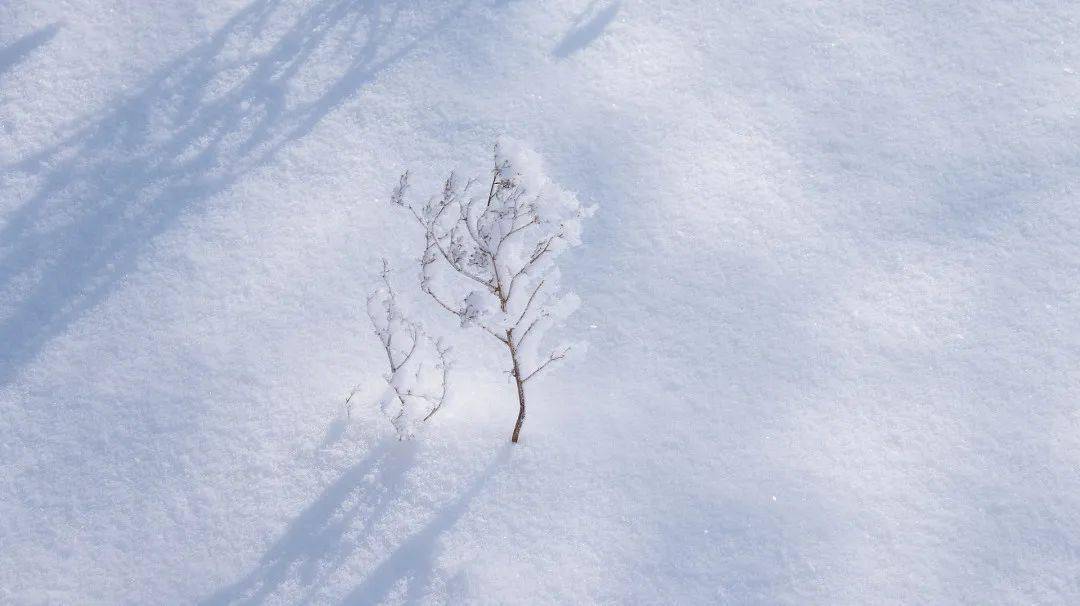 一冬的雪事,是自然賦予的好文章 | 夜讀·傾聽_江歸