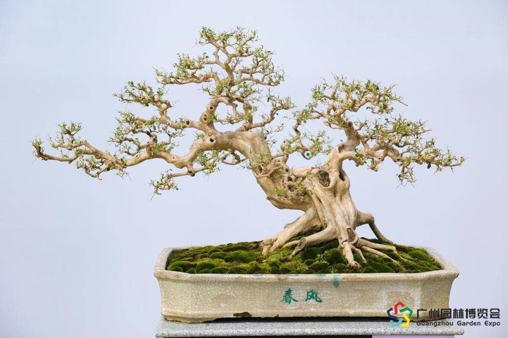 让盆景走进千家万户,第31届园博会广州市流花湖公园分会场正式开启