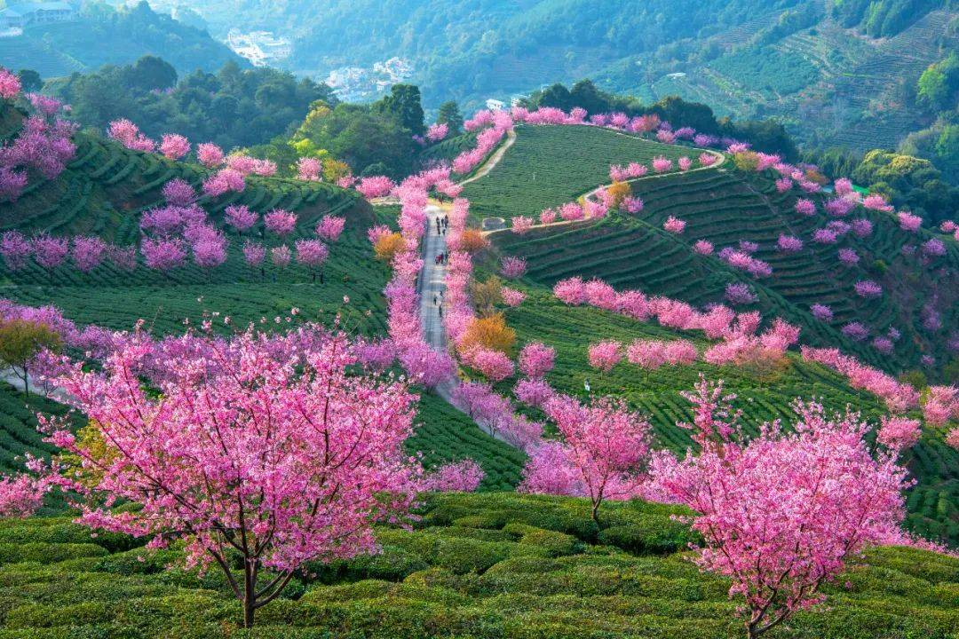 梅州明山嶂樱花路线图片