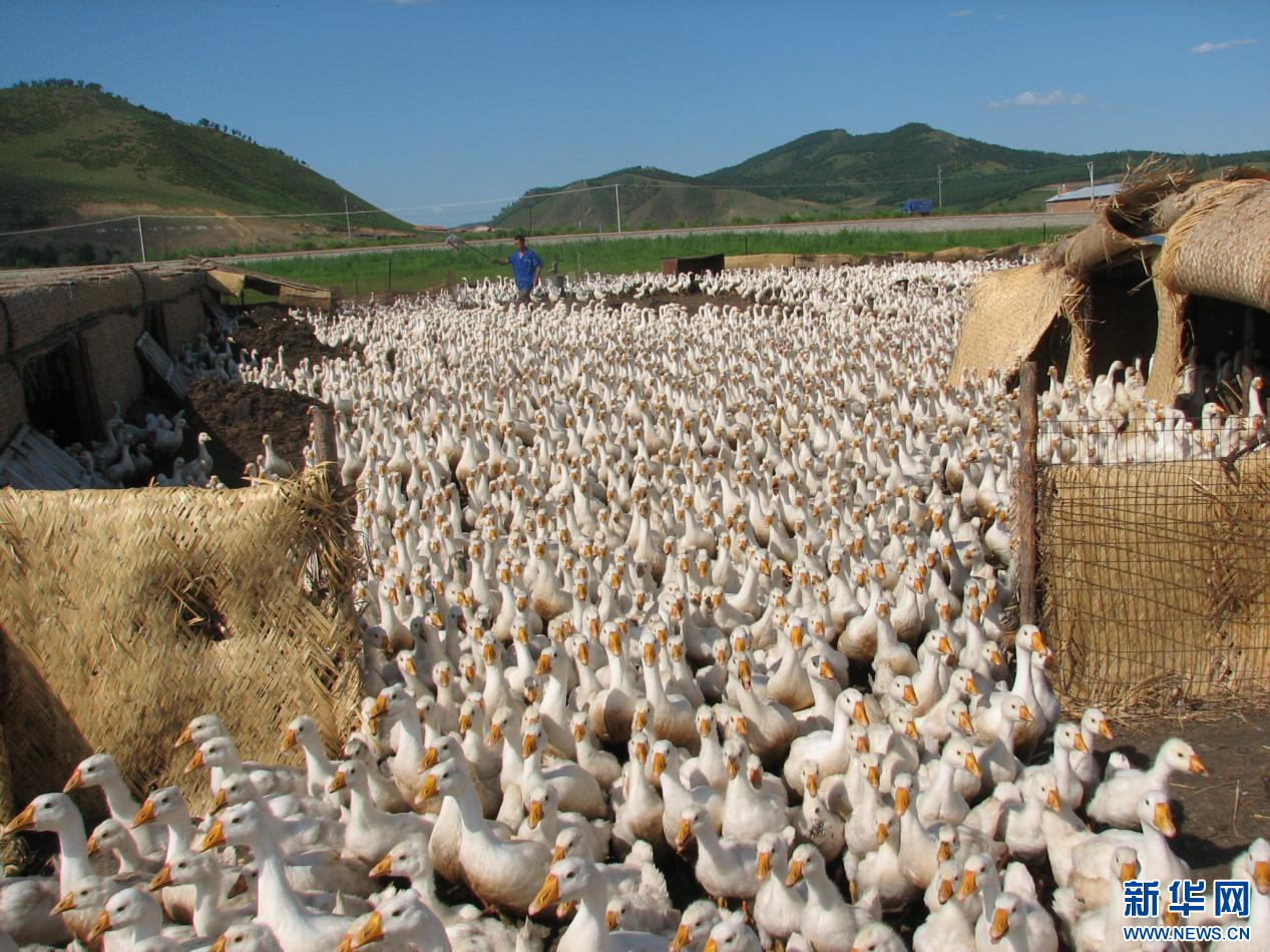 经过多年摸索,全顺大鹅养殖专业合作社已经形成了养殖种鹅,孵化,育雏