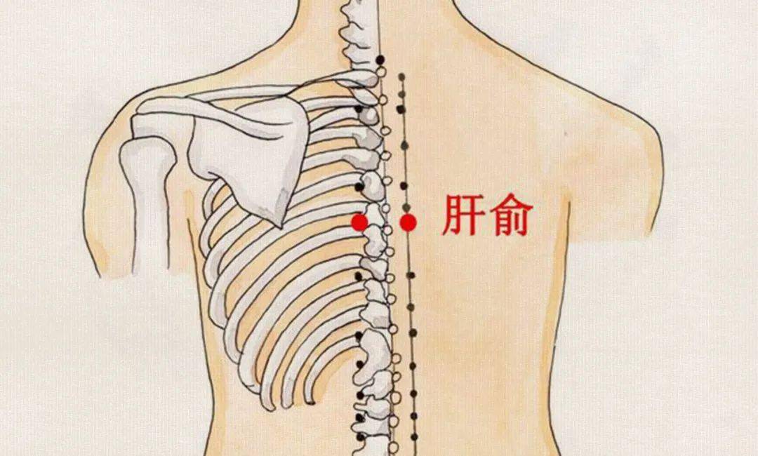 肝俞穴位置 肝俞