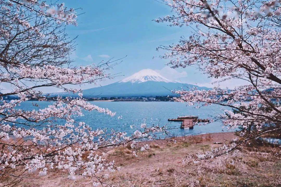 众所周知,可以与樱花相提并论的还有另外一道风景,就是富士山