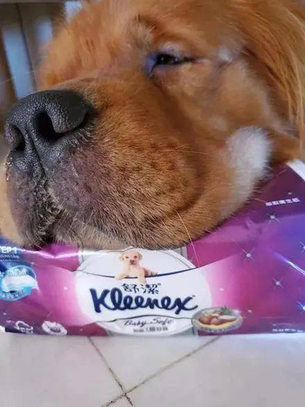 而且任凭网友怎么叫它把纸拿进来,都纹丝不动.但是