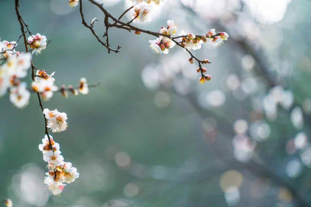 100句立春詩詞,又是一年立春至,人間山河又一年_東風