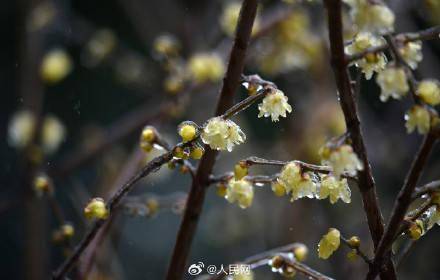 美!梅花傲寒綻放彷彿包了層糖衣_冰雪_六安_來源